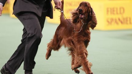 Plusieurs cat&eacute;gories ont &eacute;t&eacute; &eacute;tablies pour r&eacute;compenser les chiens selon leur origine (chien de chasse, terrier, chien de berger, etc.). (MIKE SEGAR / REUTERS)