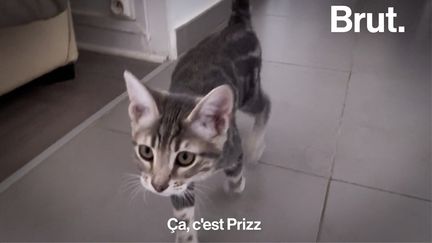 Proposer à des familles d'accueil de recueillir des chats et des chiens abandonnés en attendant une adoption définitive, c'est l'initiative de l'association Ron’Rhône. Voilà comment ça se passe.