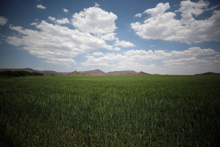 Champ de blé près de la localité de Van Der Kloof (centre de l'Afrique du Sud), le 29 octobre 2018 (REUTERS - MIKE HUTCHINGS / X00388)