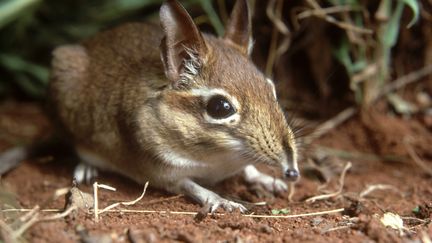 Les pattes des musaraignes seraient en train de grossir à cause du réchauffement climatique. Les animaux s'adaptent. (Illustration) (JOHN DOWNER / STONE RF / GETTY IMAGES)