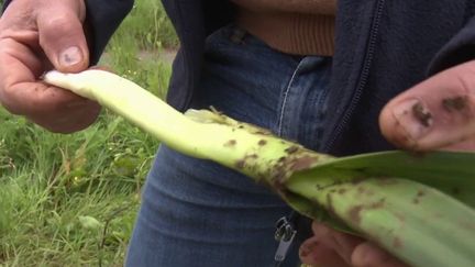 Agriculture : pourquoi le bio ne fait plus recette ?