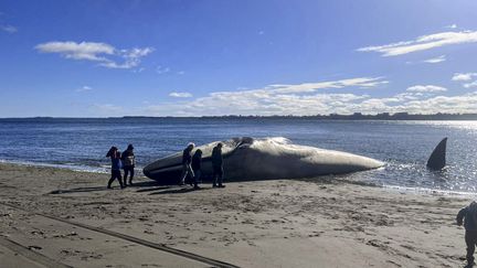 Une baleine bleue échouée sur la plage chilienne d'Ancud, le 5 août 2023. (CLAUDIO KOMPATZKI / DEFENDAMOS CHILOE / AFP)