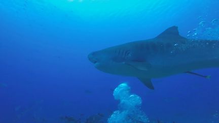 Archives. Un requin tigre. (Polynésie la 1ère)