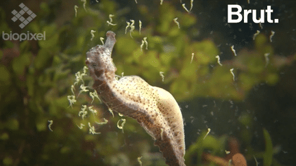 Les images impressionnantes d'un mâle hippocampe qui accouche (BRUT)