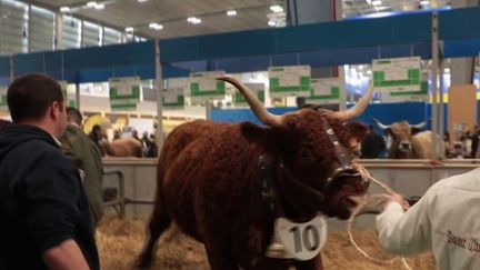 Agriculture : les vaches salers, stars du Salon (FRANCE 2)