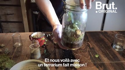 VIDEO. Tuto : Comment fabriquer un terrarium (BRUT)