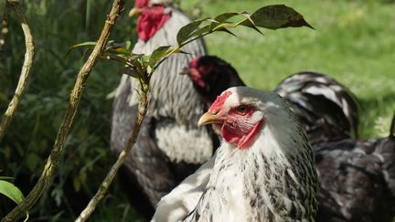 Poule brahma.&nbsp; (ISABELLE MORAND / RADIO FRANCE)