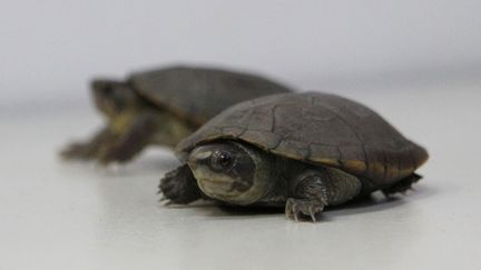 Deux tortues kinosternon vogti présentées le 9 juin 2018 dans un laboratoire de l'université de&nbsp;Guadalajara (Mexique). (ULISES RUIZ / AFP)