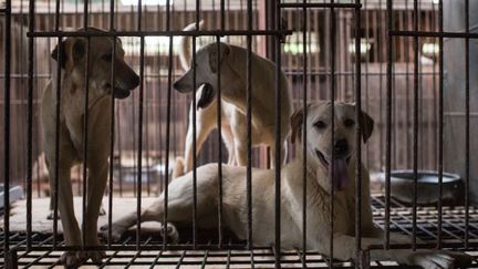 Ces chiens ont été adoptés suite à la fermeture de l'élevage, en Corée du Sud. (Ed Jones/AFP)