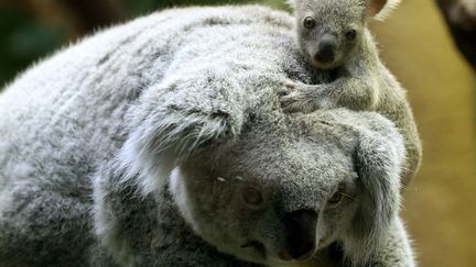 Un b&eacute;b&eacute; koala &acirc;g&eacute; d'environ six mois est assis sur la t&ecirc;te de sa m&egrave;re au zoo de Duisbourg (Allemagne), le 22 janvier 2014. (ROLAND WEIHRAUCH / DPA / AFP)