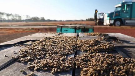 À l'occasion de la journée mondiale des abeilles, lundi 20 mai, le 20 Heures est parti à la rencontre des arboriculteurs qui font venir des camions d'abeilles aux États-Unis.