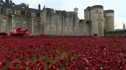 Des coquelicots en c&eacute;ramique sont achet&eacute;s par des anonymes et plant&eacute;s &agrave; c&ocirc;t&eacute; de la Tour de Londres. (CAPTURE D'ÉCRAN FRANCE 2)