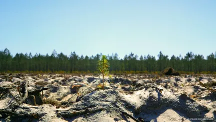 "Le Temps des forêts" de Francois-Xavier Drouet raconte l'industrialisation et la déforestation des forêts françaises. (MKBO)