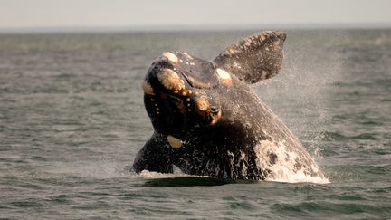 Le Japon doit arr&ecirc;ter la chasse &agrave; la baleine dans l'Antarctique, selon un arr&ecirc;t de la Cour internationale de justice (CIJ) de La Haye du lundi 31 mars 2014. (PABLO CERSOSIMO / ROBERT HARDING PREMIUM / AFP)