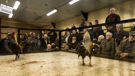 Au gallodrome d'Hantay (Nord), en f&eacute;vrier 2014. (MAXPPP)