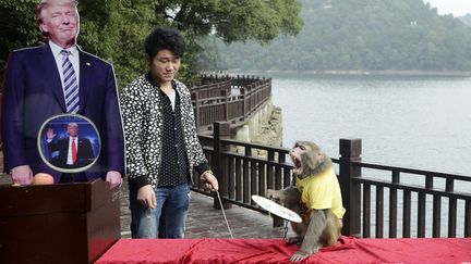 Dans la province de Hunan, en Chine, Geda le singe devin avait pronostiqué la victoire de Donald Trump. (STR / AFP)