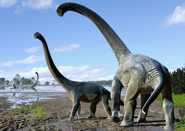 Une représentation de la nouvelle espèce de dinosaure&nbsp;Savannasaurus elliottorum, réalisée le 20 octobre 2016 par un artiste. (TRAVIS TISCHLER / NATURE PUBLISHING GROUP / AFP)