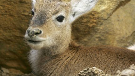 Une antilope sud-africaine photographiée le 20 mars 2005 dans le parc zoologique d'Amnéville (Moselle).&nbsp; (JEAN-CHRISTOPHE VERHAEGEN / AFP)