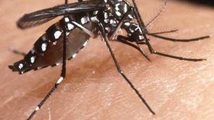 Un moustique "tigre" responsable du Chikungunya