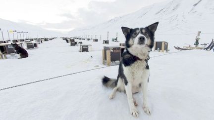 Un chien de traîneau husky en Norvège, dans l'archipel de Svalbard. (Louise Murray / Robert Harding Premium / Robert Harding / AFP)