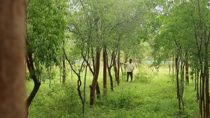 Inde : à la découverte des mystères du bois de santal