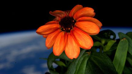 &nbsp; (Pour les horticulteurs amateurs : il s'agit d'une Zinnia © Scott Kelly / Twitter)