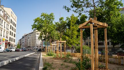 Des arbres plantés à Lyon, le 17 juin 2022. (NICOLAS LIPONNE / HANS LUCAS / AFP)