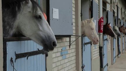 Équitation :&nbsp;les centres équestres face à une pénurie de chevaux (CAPTURE D'ÉCRAN FRANCE 3)