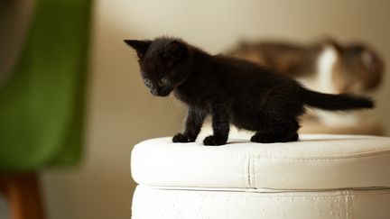 Le quinquag&eacute;naire pr&eacute;f&eacute;rait les chats noirs et &acirc;g&eacute;s de moins de trois ans. (AKIMASA HARADA / FLICKR RF / GETTY IMAGES)