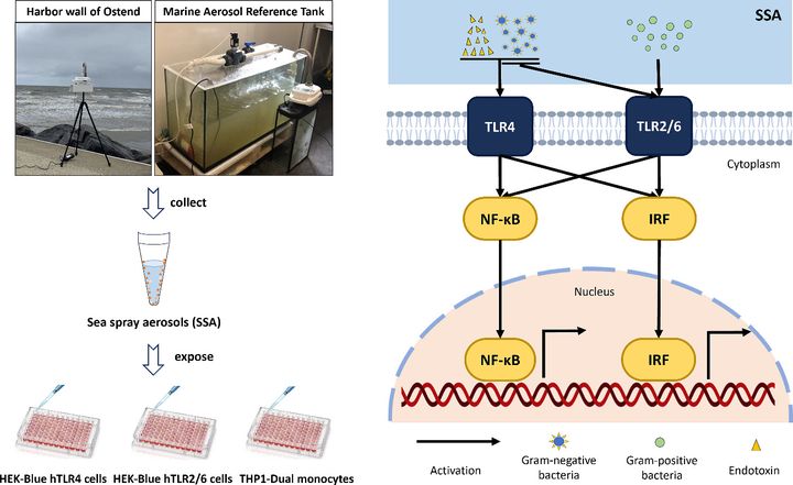 Image extraite de la publication dans la revue "Science of The Total Environment" sur l'activité immunostimulatrice des aérosols d’embruns marins. (SCIENCE OF THE TOTAL ENVIRONMENT)