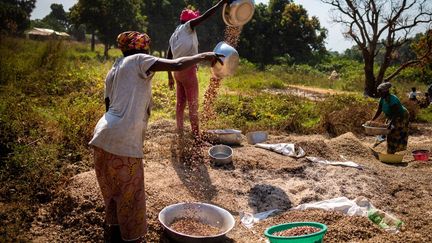 Une fois la récolte faite, les femmes posent les graines dans des bassines, puis les jettent en l'air pour en retirer la fine pellicule rouge qui les entoure. En quelques heures, plusieurs sacs de cacahuètes sont remplis. (BARBARA DEBOUT / AFP)