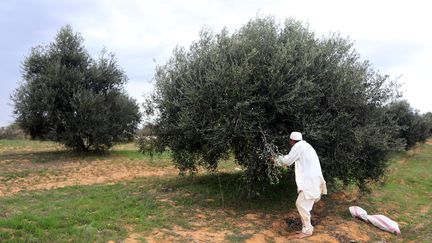 La cuillette des olives à la main (MAHMUD TURKIA / AFP)