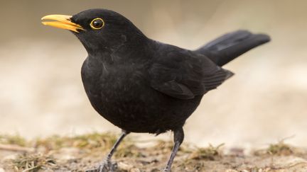 Les merles font partie des oiseaux chassés avec de la glu. (Photo d'illustration)&nbsp; (OSCAR DIEZ MARTINEZ / BIOSPHOTO)