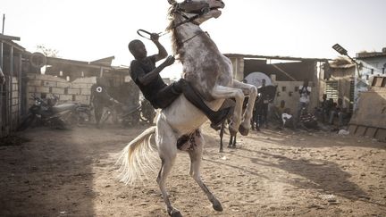 Au Burkina Faso, une légende raconte que la princesse Yennenga arriva dans le pays sur un cheval qui s'était emballé lors d'une bataille, entre le XIe et le XVe siècle. Elle y fonda l'empire Mossi, l'ethnie majoritaire. Des centaines d'années plus tard, le cheval est devenu l’élément central de l'histoire du "Pays des hommes intègres". &nbsp; &nbsp; (JOHN WESSELS / AFP)