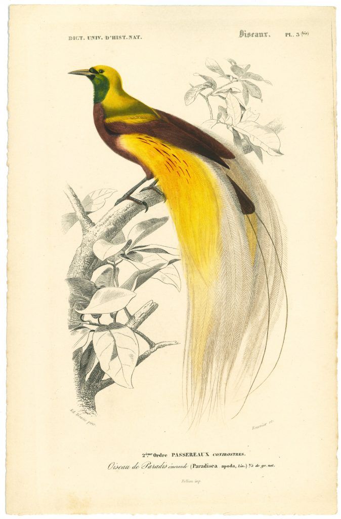 Oiseau de Paradis – planche gravée -  Dictionnaire universel d’histoire naturelle de Charles d’Orbigny (Musée Alfred-Canel)