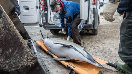 Des membres du centre Pelagis ramassent un dauphin échoué sur une plage près des Portes-en-Ré (Charente-Maritime) le 7 janvier 2021 (XAVIER LEOTY / MAXPPP)