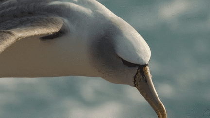 Albatros à cape blanche