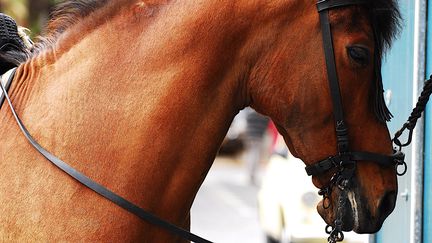 Un trafic international de chevaux entre la Hongrie et la Normandie démantelé