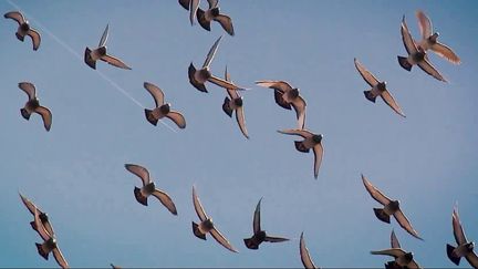 Les pigeons voyageurs ont la cote. Depuis l'arrivée sur le marché des acheteurs venus d’Asie, le prix des pigeons de compétition s’est envolé. Une vente pour plus de 1,6 million d'euros a même été conclue.