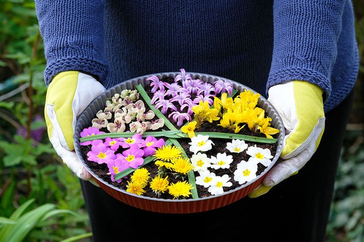 Pissenlit, primevères, forsythia, grappes d'akébie et jacinthe pour le parfum.&nbsp; (ISABELLE MORAND / DIDIER HIRSCH / RADIO FRANCE / FRANCE INFO)