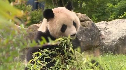 Zoo de Beauval : les deux nouveaux bébés pandas se portent bien