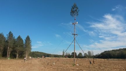 Cet arbre a &eacute;t&eacute; "plant&eacute;" par les opposants au barrage de Sivens (Tarn), au milieu de la zone d&eacute;di&eacute;e au projet. (FABIEN MAGNENOU / FRANCETV INFO)