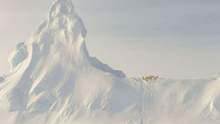 "Cette mère ours polaire et son petit sont perchés sur un énorme iceberg couvert de neige (...). Pour moi, la "petitesse" relative de ces grandes créatures comparées à l'immensité de l'iceberg dans la photo représente la précarité de l'ours polaire dans sa dépendance à la mer et à la banquise pour son existence."
 (John Rollins / National Geographic)