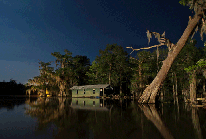 Dans les bayous, la végétaton du delta se meurt lentement. (FRANK RELLE / GEO)