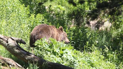 Ariège : un ours tué par balles, l’État porte plainte