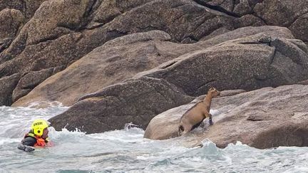 Une chèvre de l'île d'Ouessant (Finistère) secourue par un sauveteur en mer le 24 décembre 2018. (CEDRIC CAIN / LUMIERES D'OUESSANT)