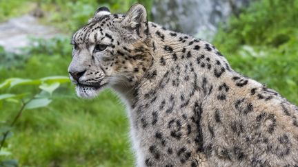 Un léopard des neiges, espèce originaire d'Asie centrale, dans un zoo en Belgique, le 13 octobre 2017.&nbsp; (PHILIPPE CLEMENT / BELGA MAG)