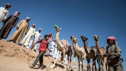 Un chameau bien entraîné peut se revendre jusqu’à deux millions de livres égyptiennes (105 000 euros). Mais les Bédouins du Sud-Sinaï lorgnent du côté des pays du Golfe, spécialistes de la discipline. "Nous avons besoin de leur aide financière", dit le cheikh qui rêve de développer l’attrait pour ces courses. Les compétiteurs espèrent aussi la venue en octobre du président égyptien Abdel Fattah al-Sissi à Charm el-Cheikh pour mettre un coup de projecteur sur leur passion.&nbsp; &nbsp; &nbsp; (KHALED DESOUKI / AFP)