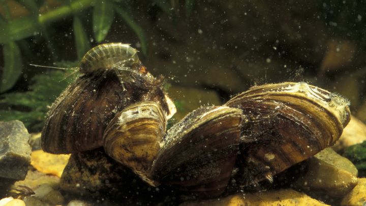 Une moule zébrée prise en photo en France, le 12 mars 2004. (NICOLAS PETIT / BIOSPHOTO / AFP)