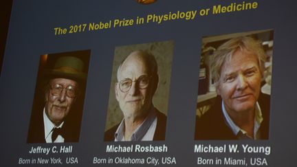 Le prix Nobel de médecine a été attribué à trois chercheurs américains : Jeffrey C. Hall, Michael Rosbash et Michael W. Young, le 2 octobre 2017. (JONATHAN NACKSTRAND / AFP)